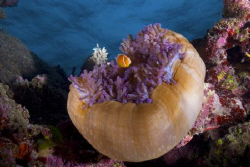 A pink anemonefish man's it's station in Fiji by Andy Lerner 